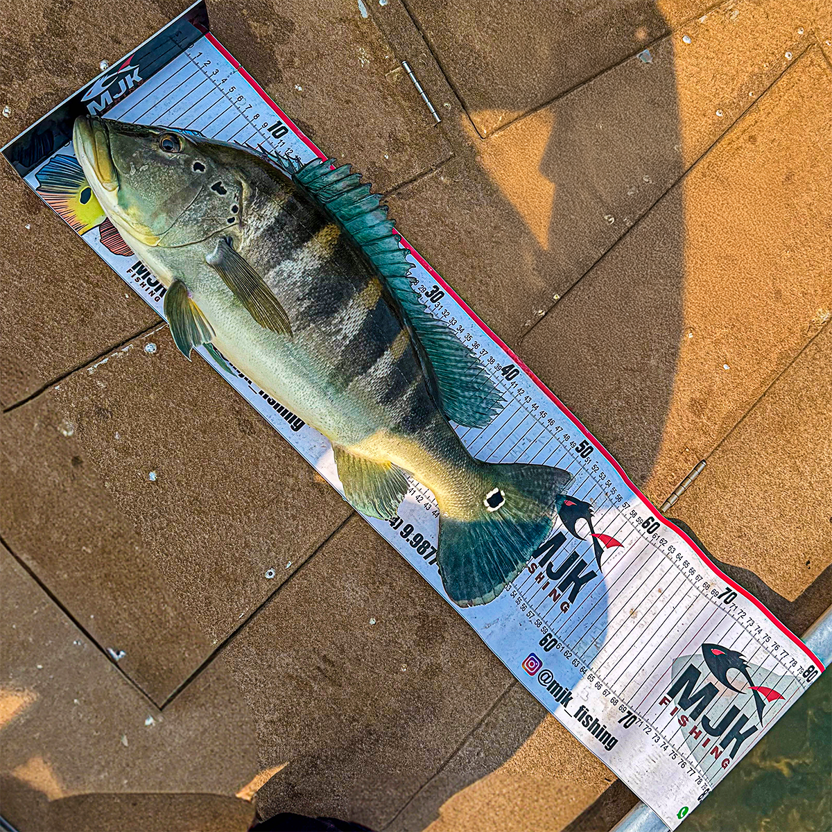 Régua Para Medir Peixe 100cm